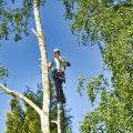 The Importance of Pruning and Shaping for Tree Trimming Services in Pflugerville, Texas