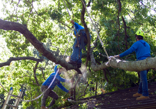 Mitigating Risks Through Pruning or Removal: A Guide for Tree Trimming Services in Pflugerville Texas